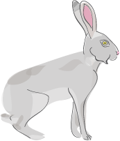 animal rabbit